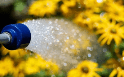 Beginner Gardening Series: July Edition