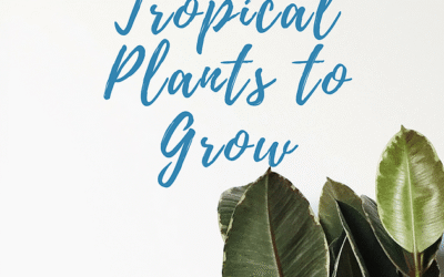 5 Easiest Tropical Plants to Grow Indoors