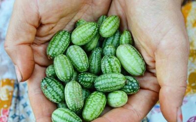 Cucamelons 101: How to Grow & When to Harvest