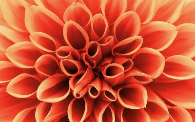 10 Interesting Facts About Dahlias That May Surprise You