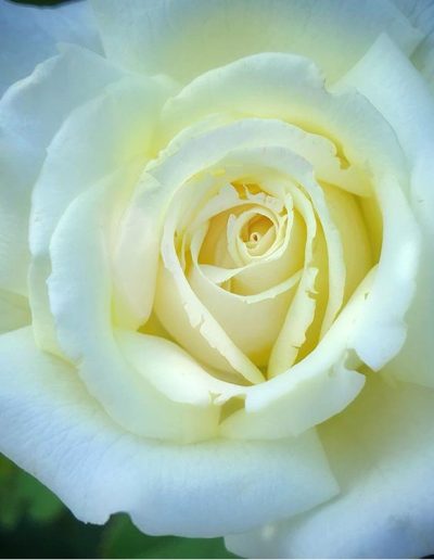 the roo apron fall rose prep