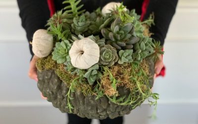 How to Make a Pumpkin Succulent Centerpiece