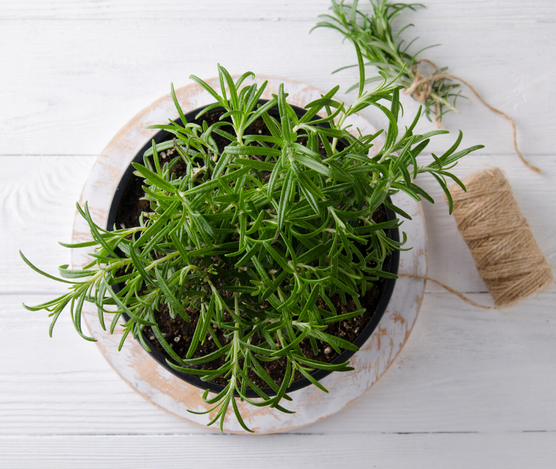 Growing Herbs Indoors: 6 Herbs You Can Start Growing Today
