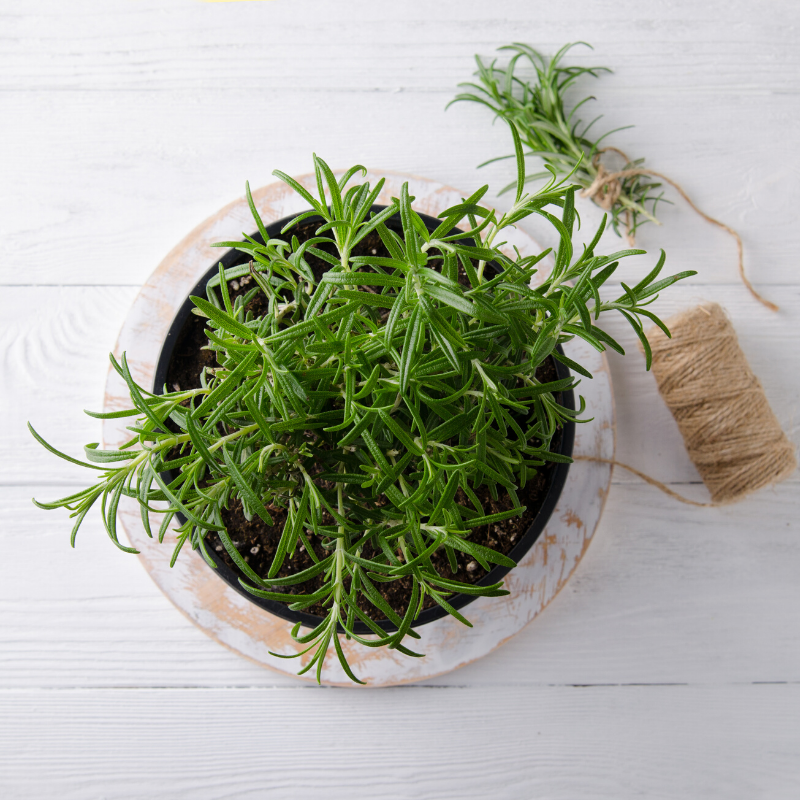 herb rosemary in a pot rosemary herb in a pot