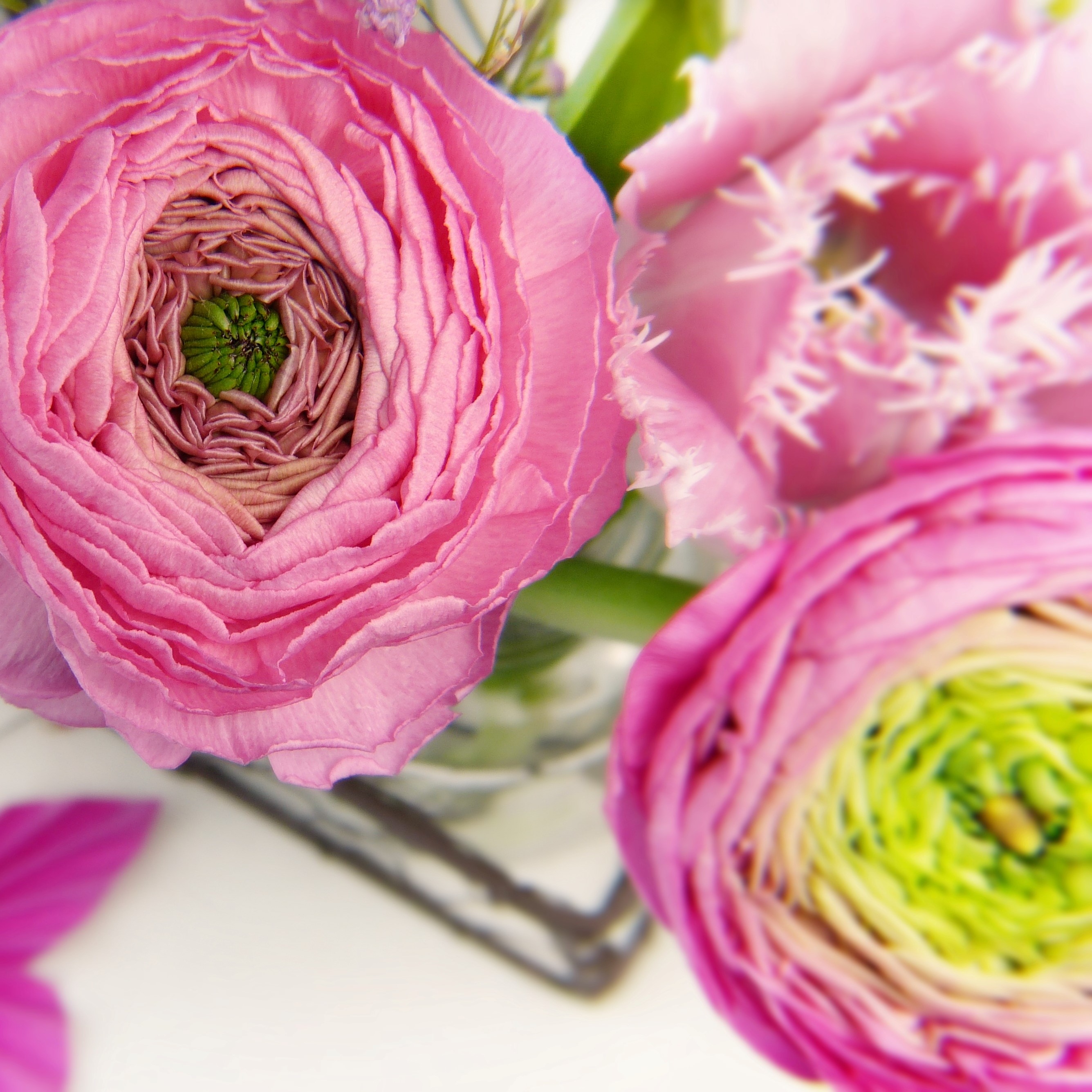 bright pink ranunculus
