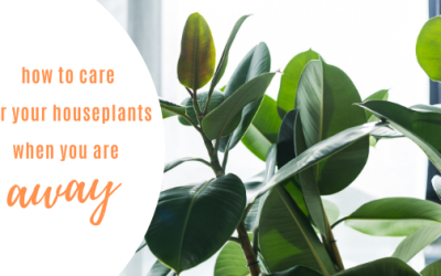 How To Care For Your Houseplants While You Are Away.