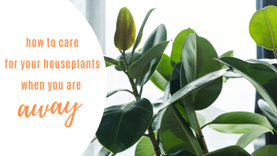 how to care for your houseplants when you are away Pinterest image indoor house plant care