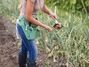 joey gardening apron