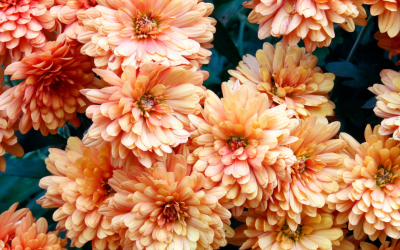 4 Ways to Make the Most of Your Mums