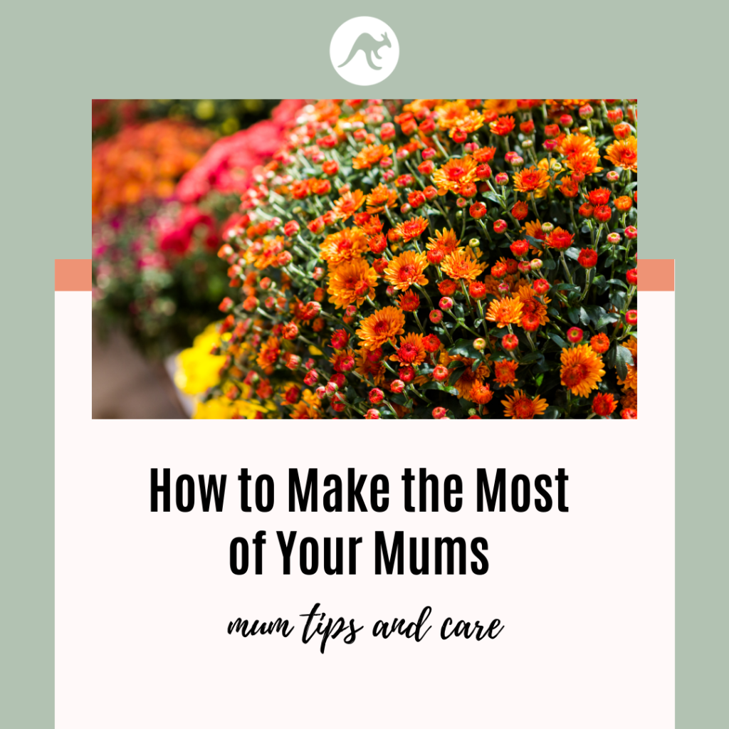 mum flower care