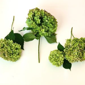how to dry hydrangea