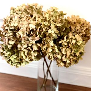 how to dry hydrangea