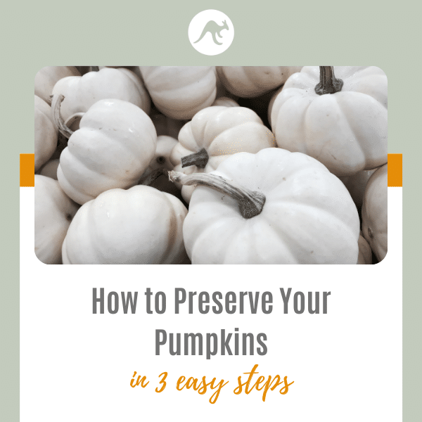 pumpkin preservation