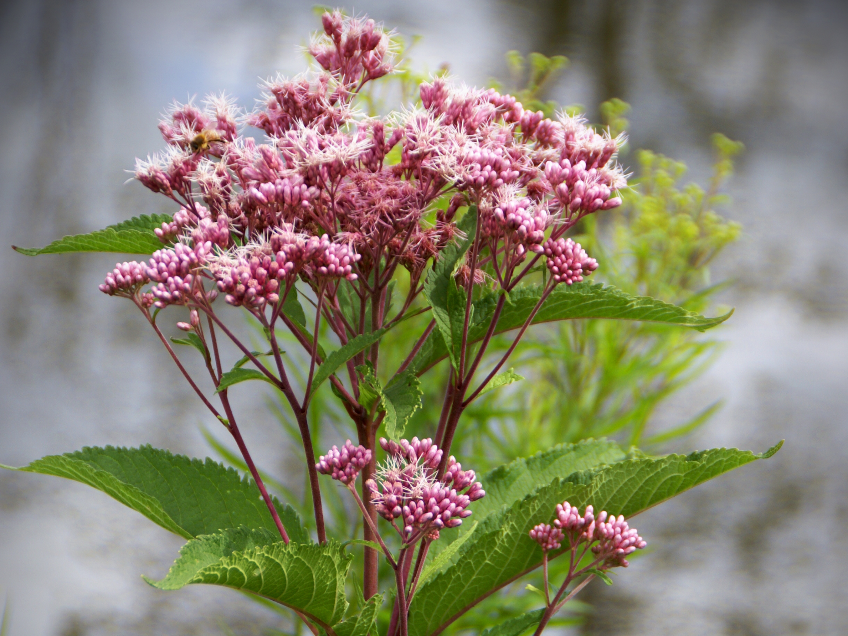 Joe Pye Weed