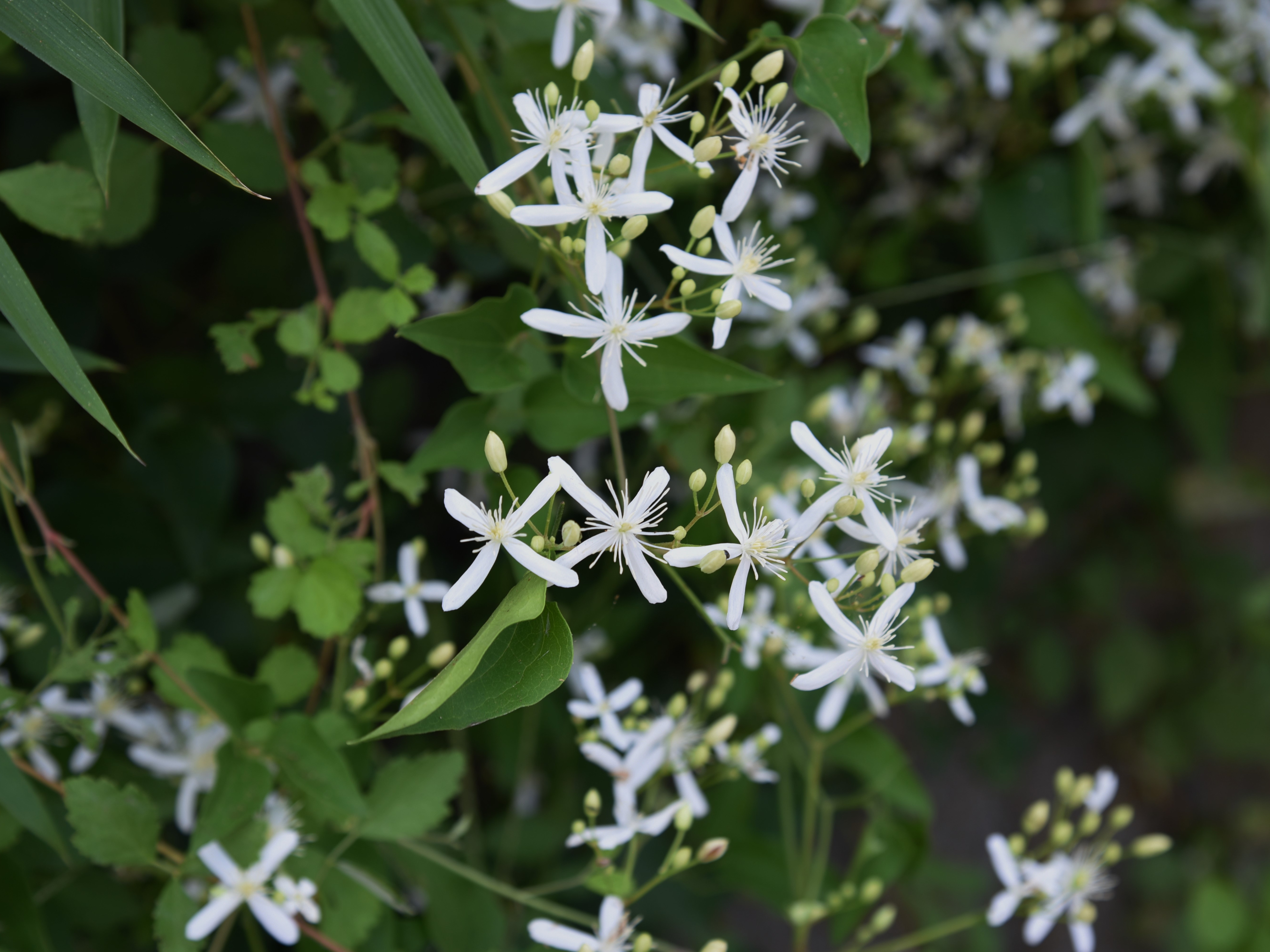 sweet autumn clematis