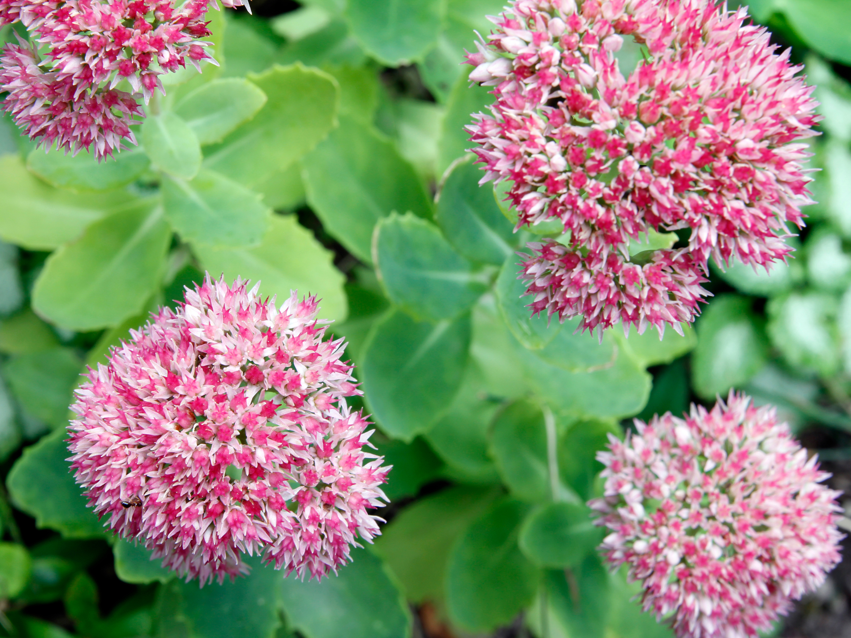 sedum