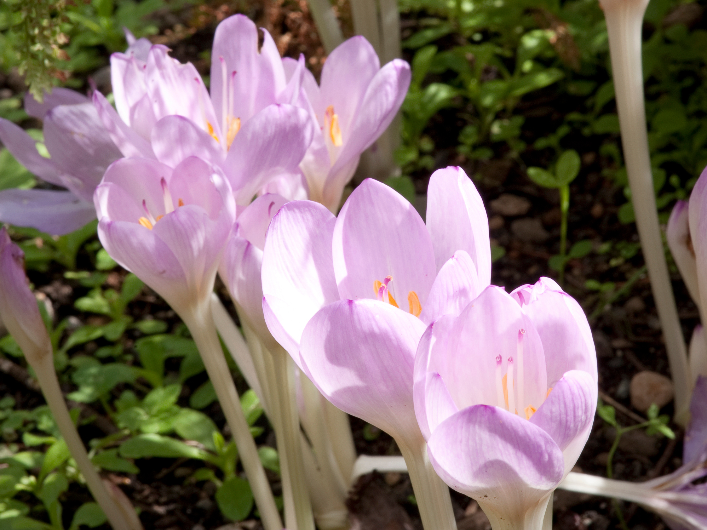 purple crocus