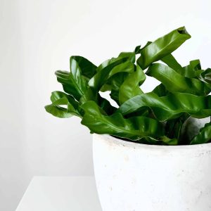 birds nest fern