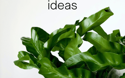10 Houseplant Gifts