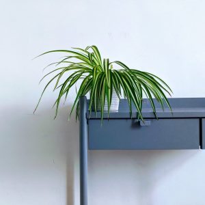 spider plant