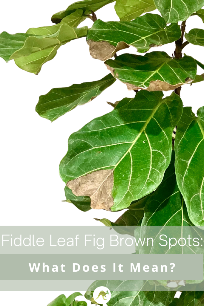 fiddle leaf fig brown spots