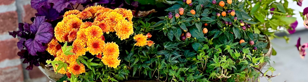 flower pot full of fall flowers